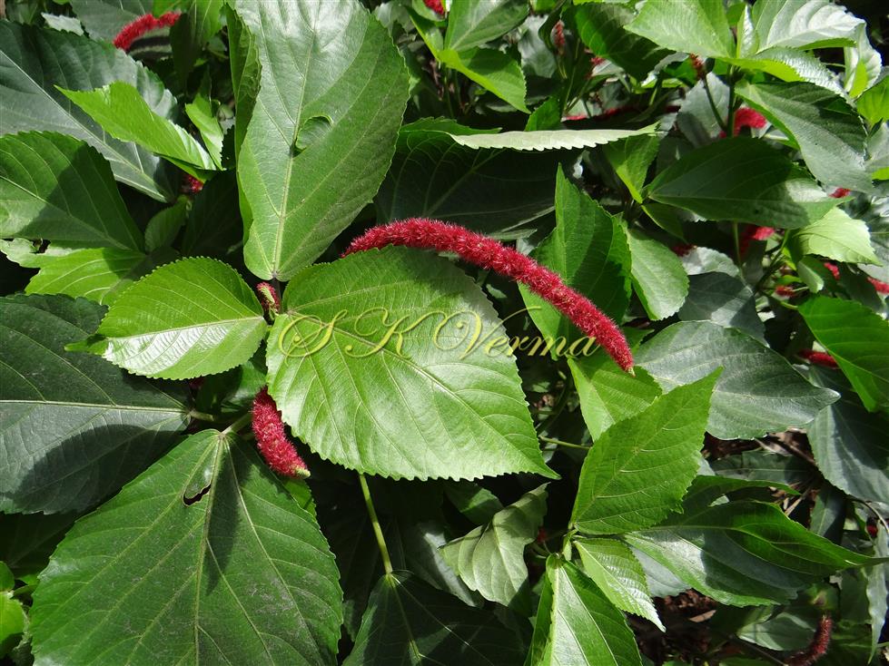  Leaves